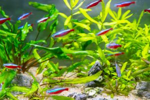 closeup-shot-school-neon-tetra-aquarium (1)