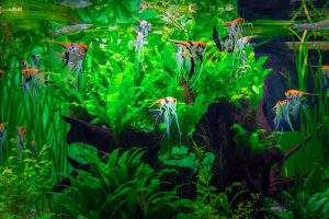 large-beautiful-aquarium-with-lush-green-algae-with-scalayary-fish (1)